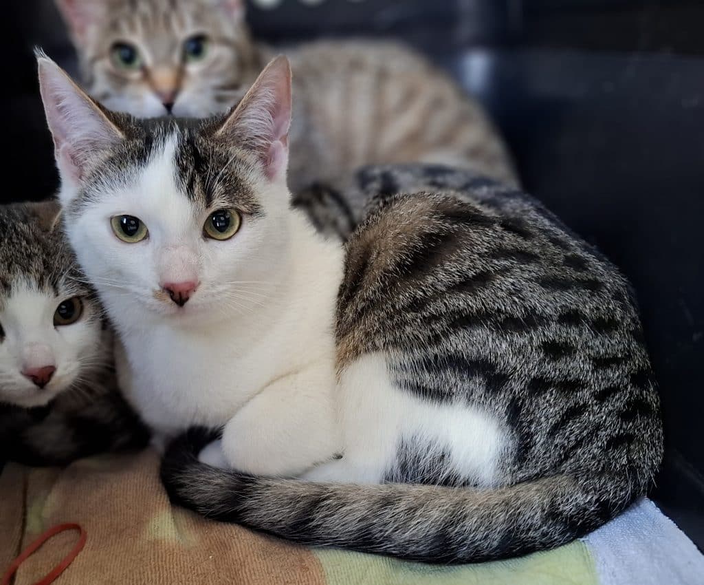 Katzenvermittlung, Jungkatzen, Anoki