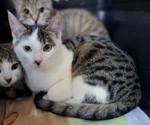Katzenvermittlung, Jungkatzen, Anoki