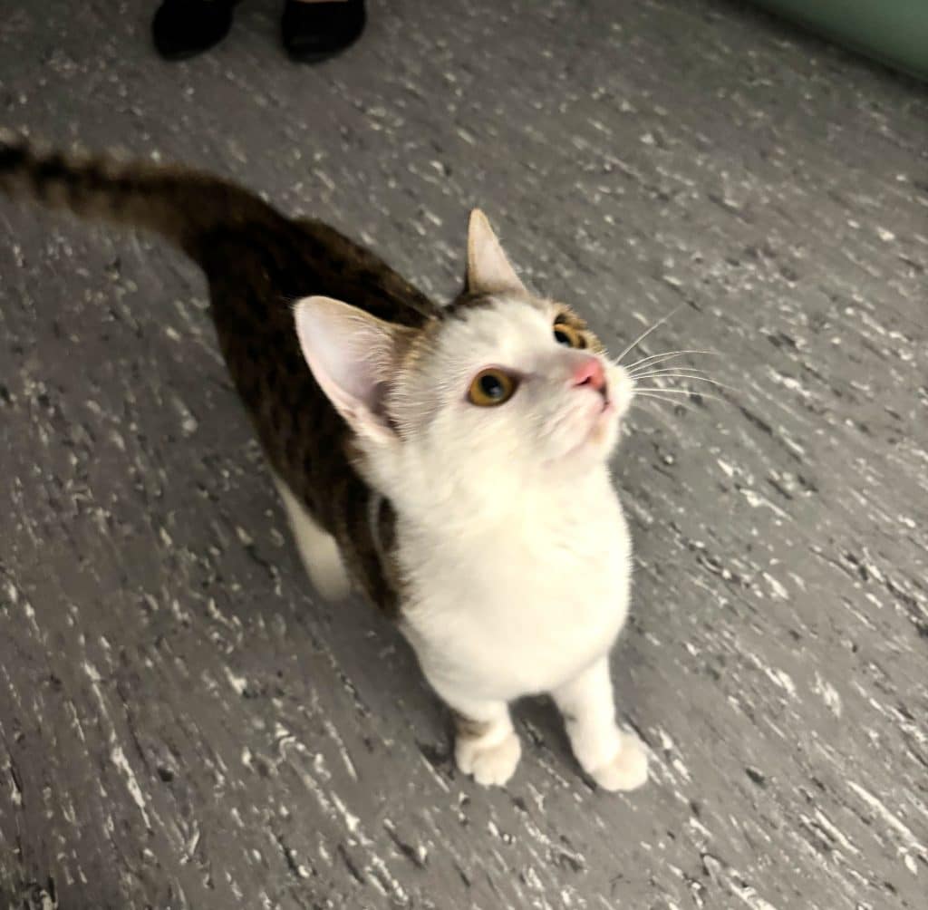 Katzenvermittlung, Jungkatzen, Asaln