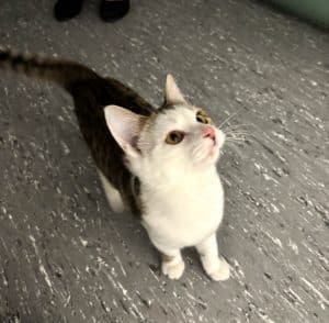 Katzenvermittlung, Jungkatzen, Asaln