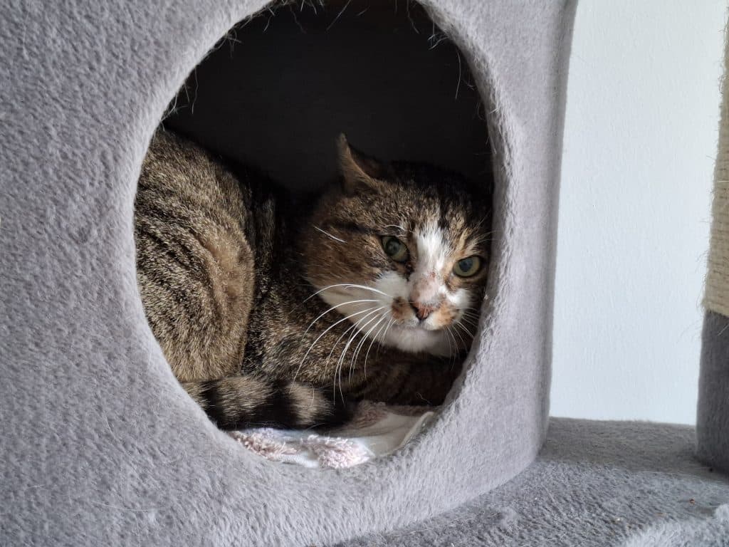 Katzenvermittlung, Erwachsene Katzen, Buzzi