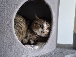 Katzenvermittlung, Erwachsene Katzen, Buzzi
