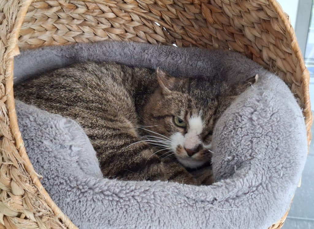 Katzenvermittlung, Erwachsene Katzen, Buzzi