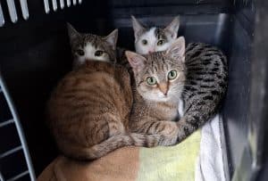 Katzenvermittlung, Erwachsene Katzen, Honey
