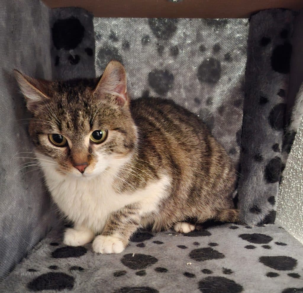 Katzenvermittlung, Erwachsene Katzen, Petrissa