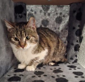 Katzenvermittlung, Erwachsene Katzen, Petrissa