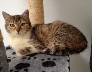 Katzenvermittlung, Erwachsene Katzen, Polina