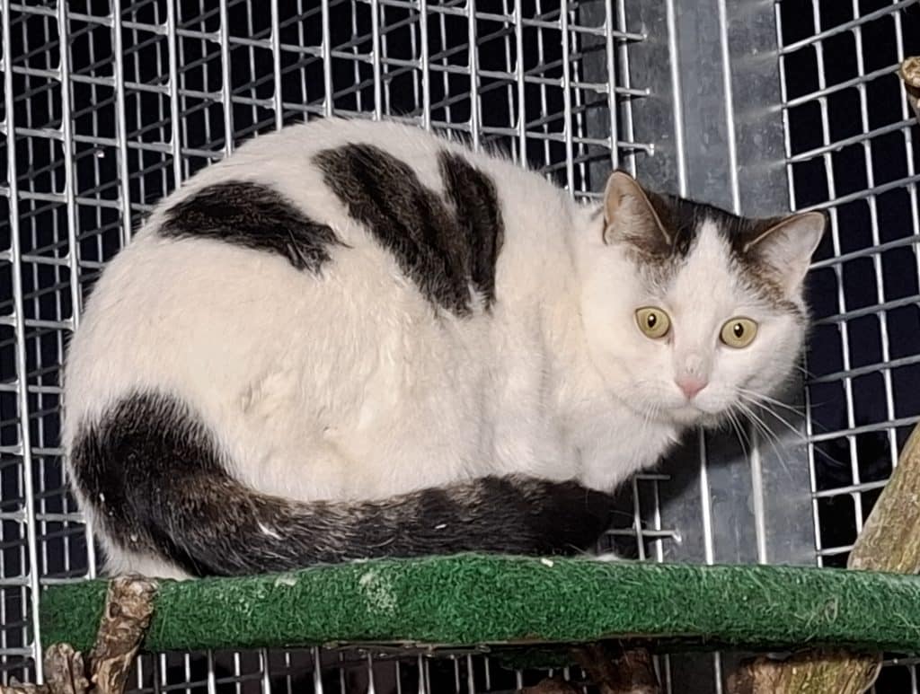 Katzenvermittlung, Erwachsene Katzen, Püppy