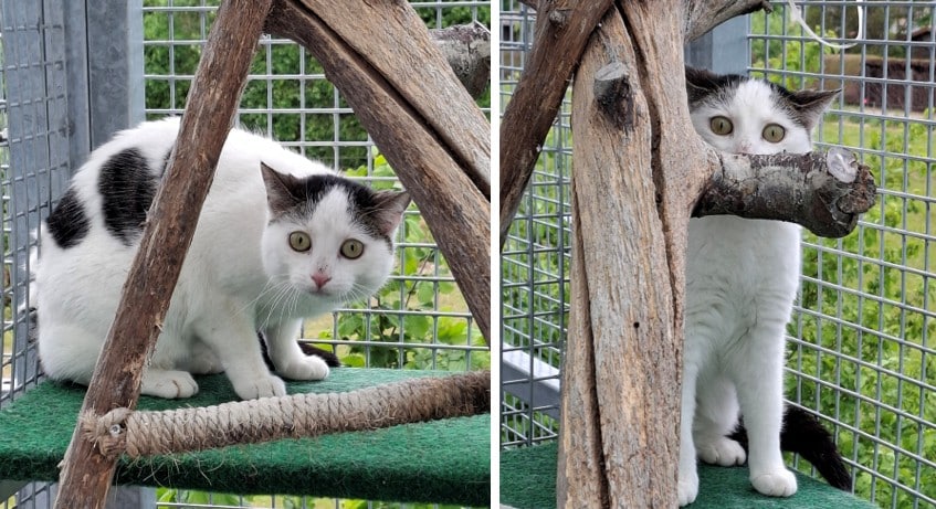 Katzenvermittlung, Erwachsene Katzen, Püppy