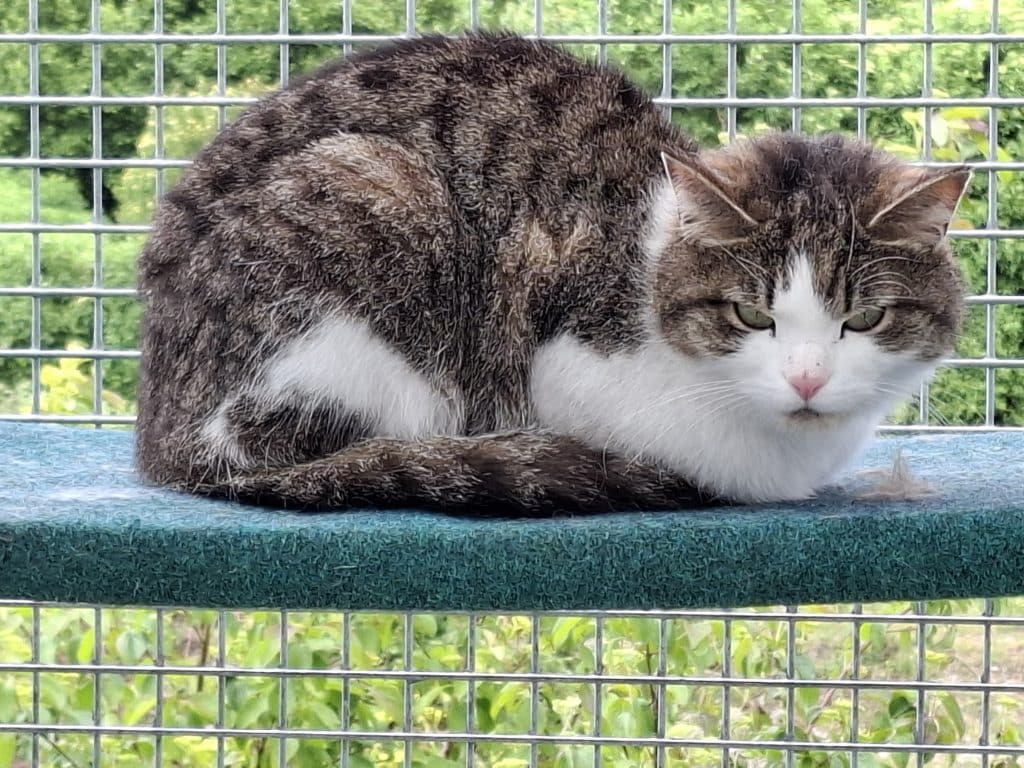 Katzenvermittlung, Erwachsene Katzen, Liselotte