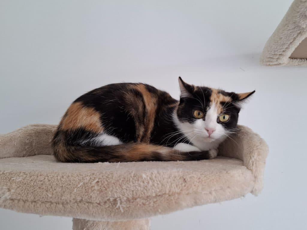 Katzenvermittlung, Erwachsene Katzen, Clarissa