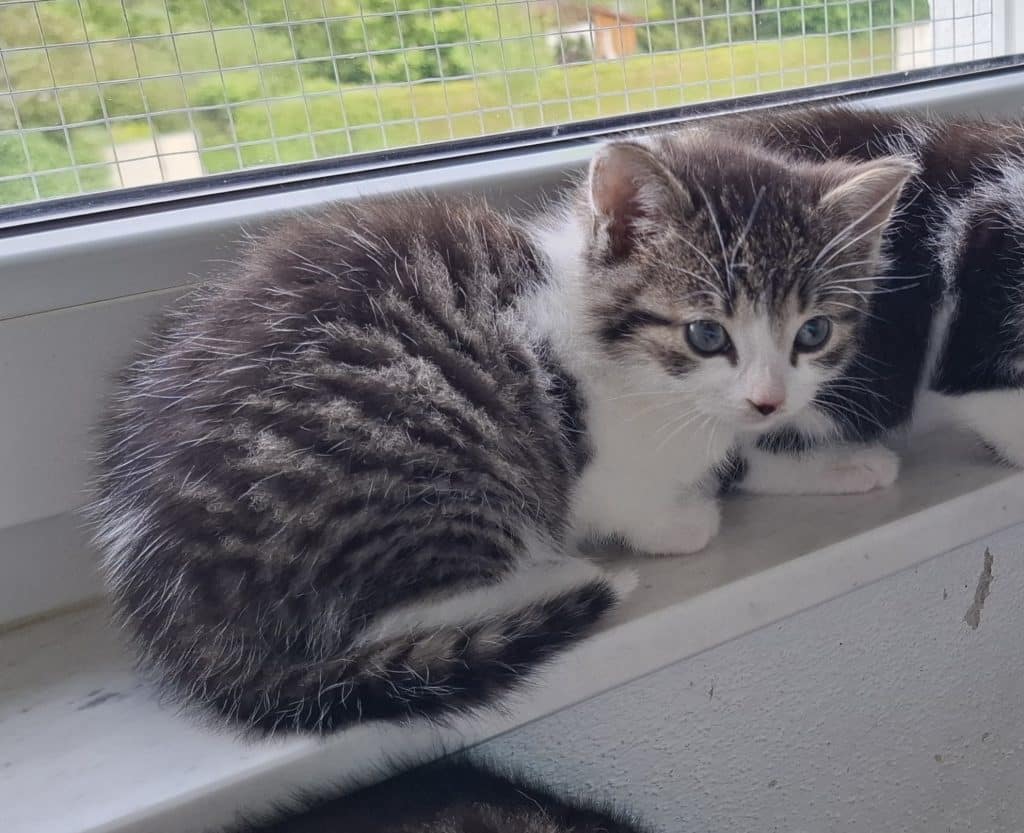 Katzenvermittlung, Jungkatzen, Abib