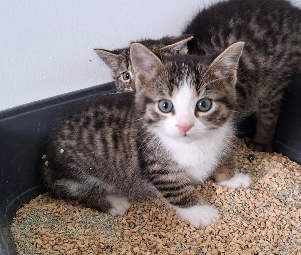 Katzenvermittlung, Jungkatzen, Abram
