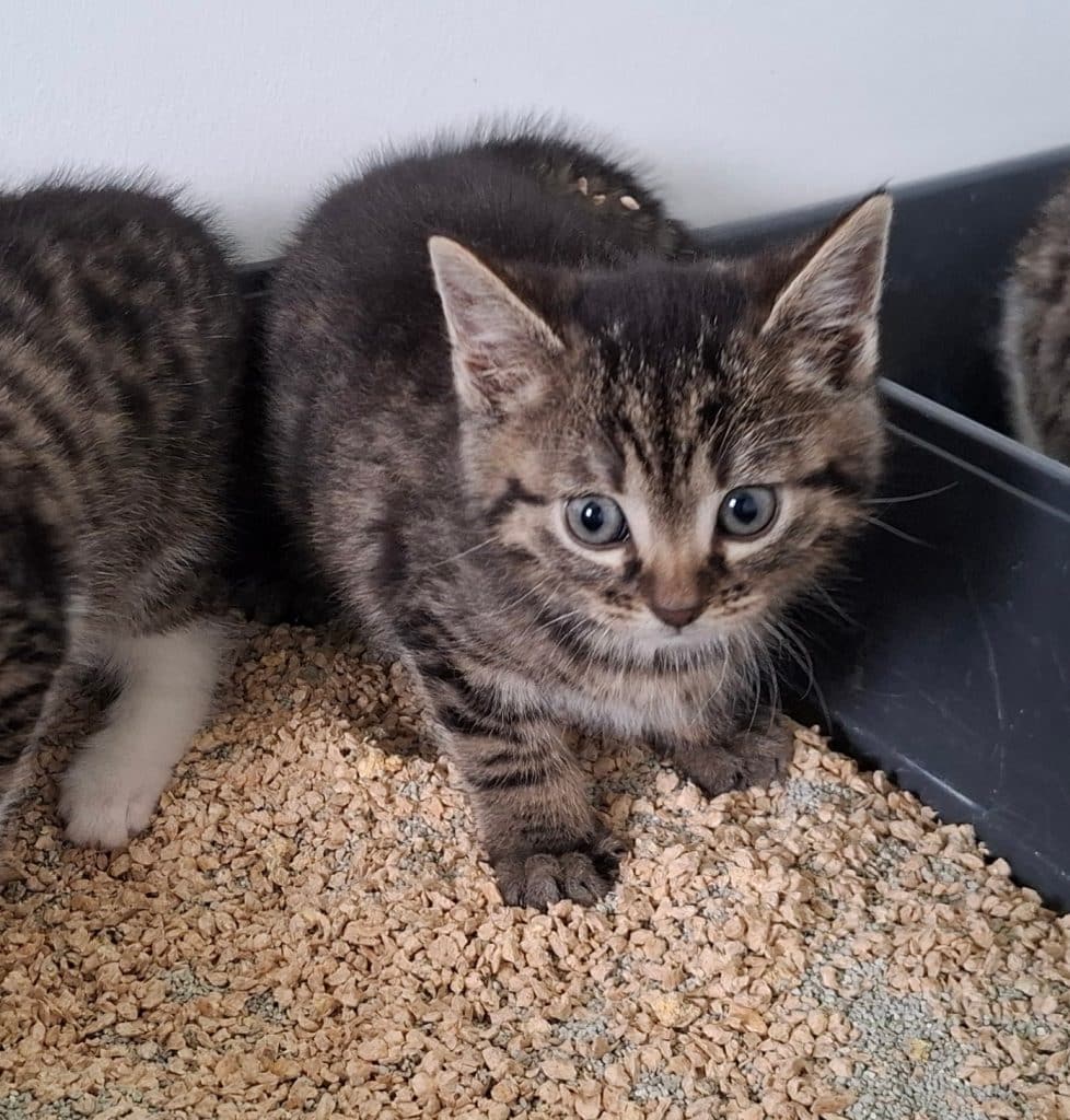 Katzenvermittlung, Jungkatzen, Akio