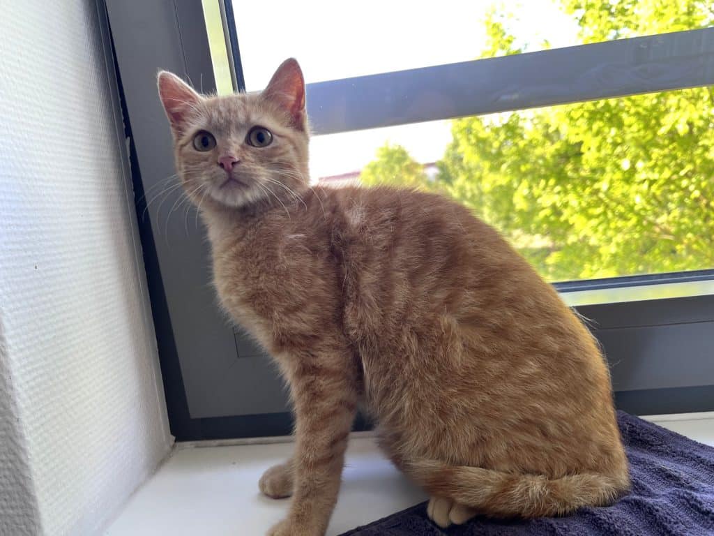 Katzenvermittlung, Erwachsene Katzen, Alana
