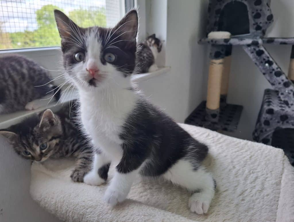 Katzenvermittlung, Jungkatzen, Algar