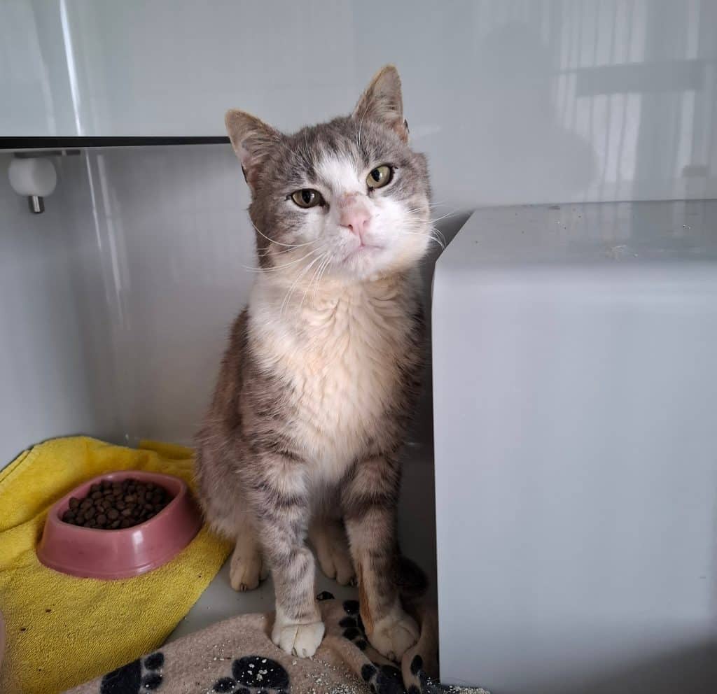 Katzenvermittlung, Erwachsene Katzen, Aristoteles