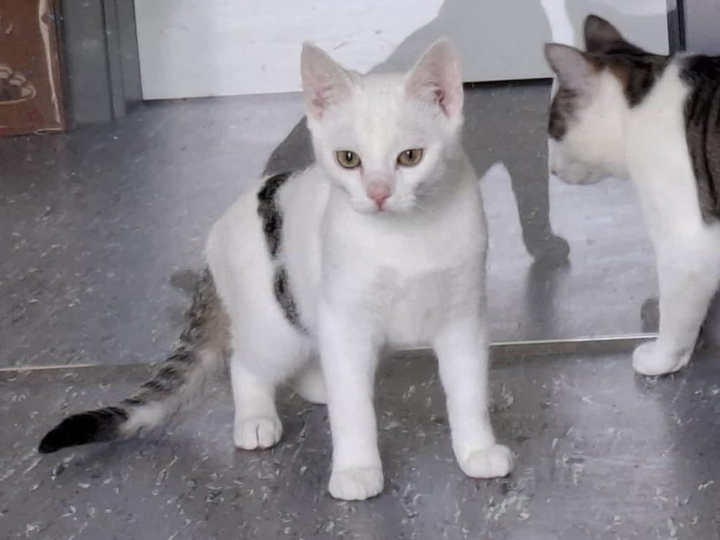 Katzenvermittlung, Jungkatzen, Aron