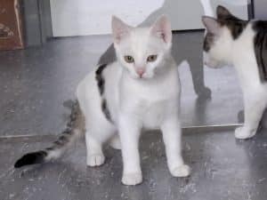 Katzenvermittlung, Jungkatzen, Aron