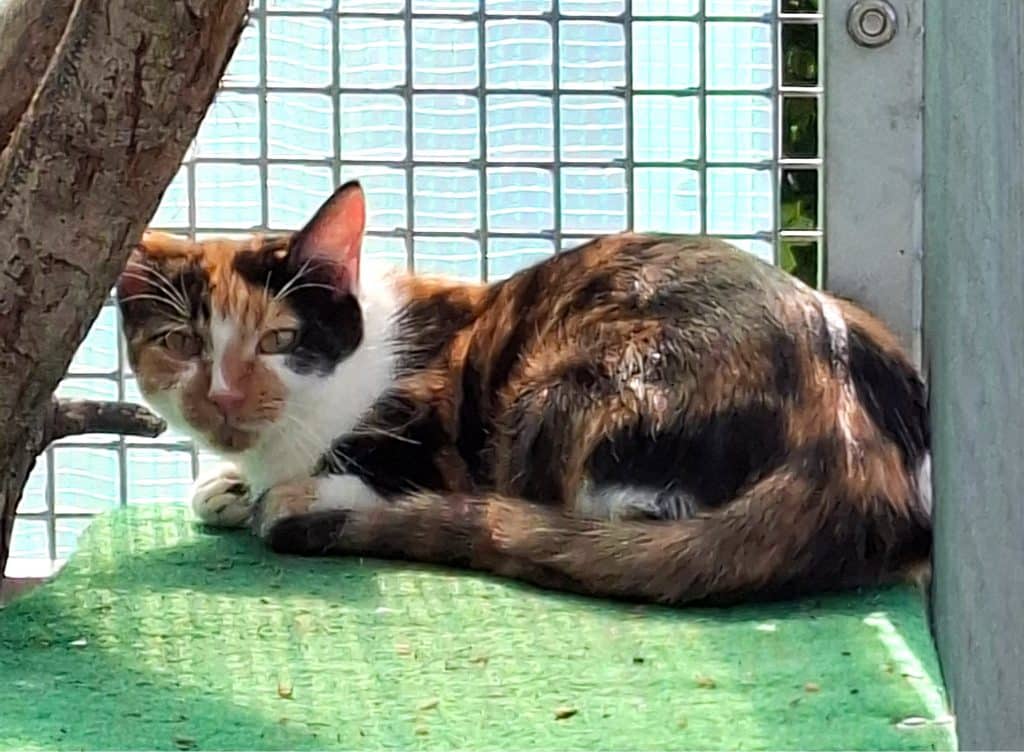 Katzenvermittlung, Erwachsene Katzen, Claire
