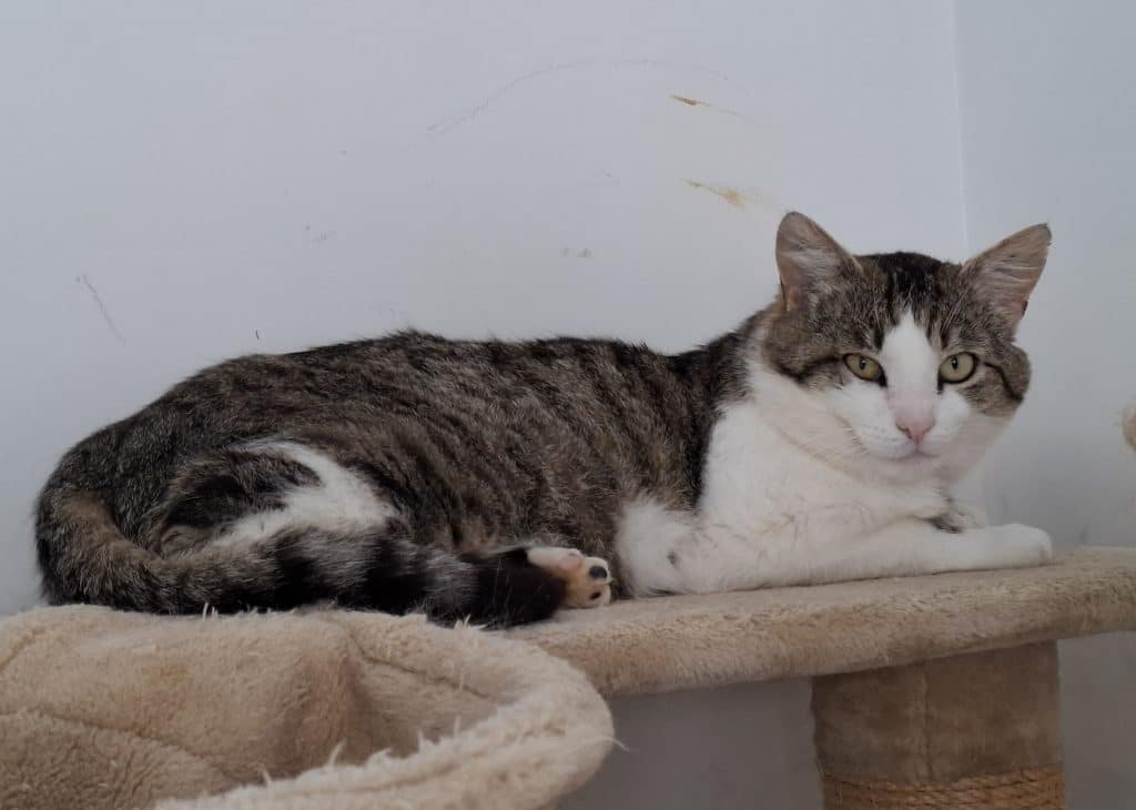 Katzenvermittlung, Erwachsene Katzen, Diego