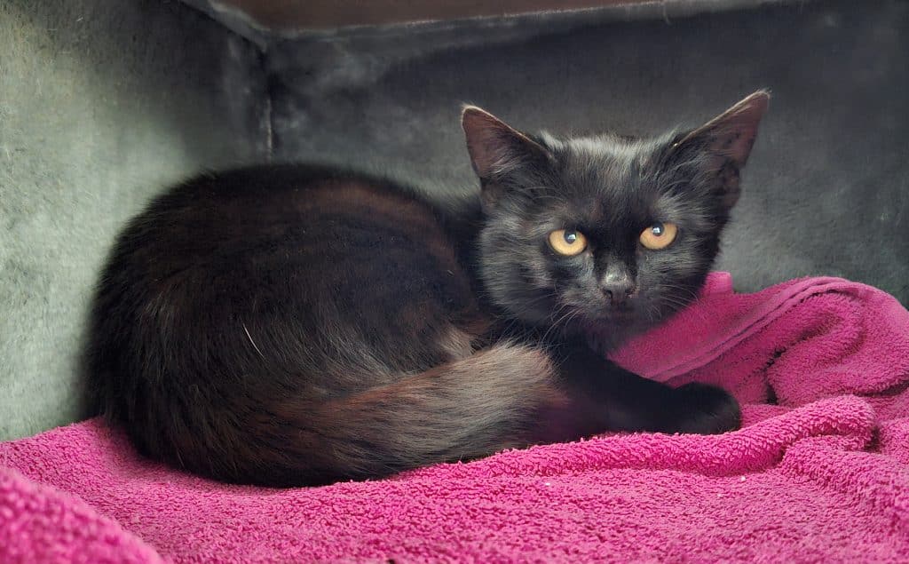 Katzenvermittlung, Erwachsene Katzen, Leon
