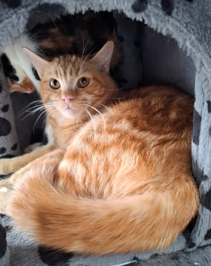 Katzenvermittlung, Erwachsene Katzen, Leroy