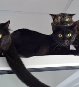 Katzenvermittlung, Erwachsene Katzen, Lukas