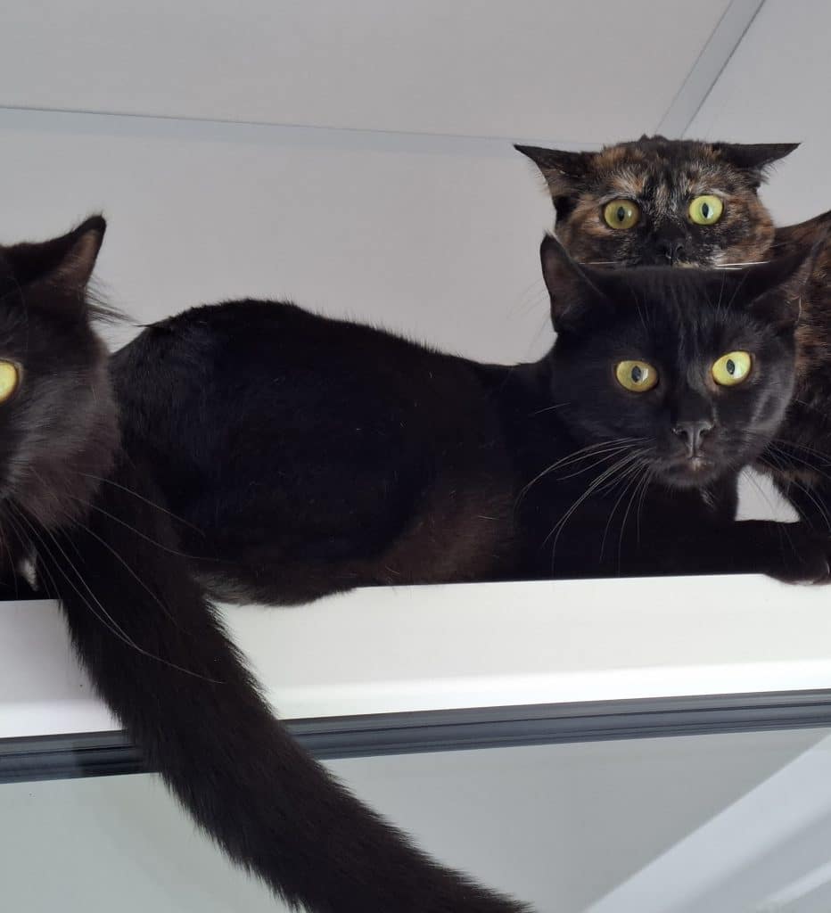 Katzenvermittlung, Erwachsene Katzen, Lukas