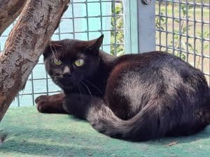 Katzenvermittlung, Erwachsene Katzen, Lukas