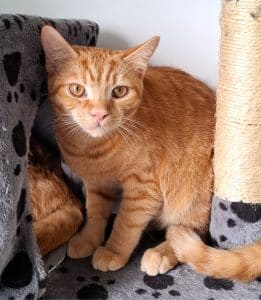 Katzenvermittlung, Erwachsene Katzen, Mitchell