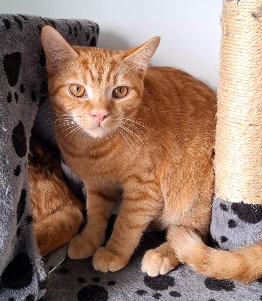 Katzenvermittlung, Erwachsene Katzen, Mitchell