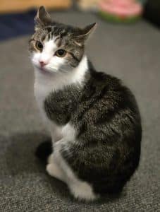 Katzenvermittlung, Erwachsene Katzen, Ronja