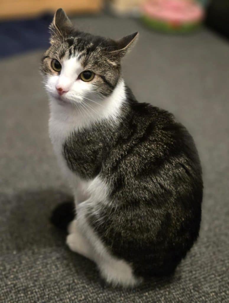 Katzenvermittlung, Erwachsene Katzen, Ronja