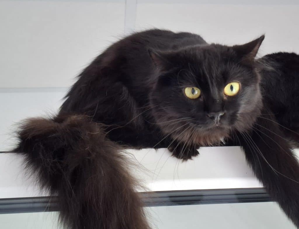 Katzenvermittlung, Erwachsene Katzen, Ruby