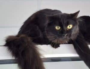 Katzenvermittlung, Erwachsene Katzen, Ruby