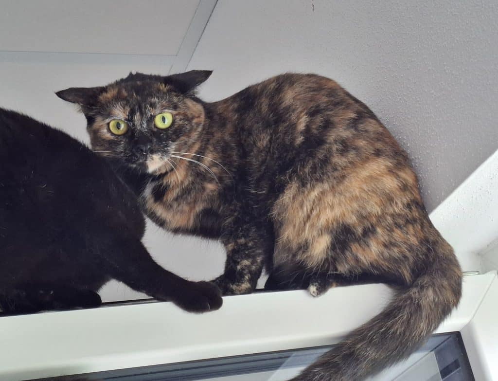 Katzenvermittlung, Erwachsene Katzen, Samantha