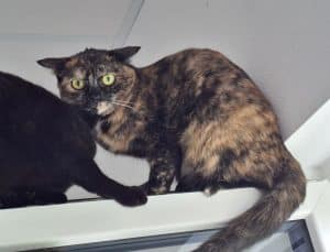 Katzenvermittlung, Erwachsene Katzen, Samantha