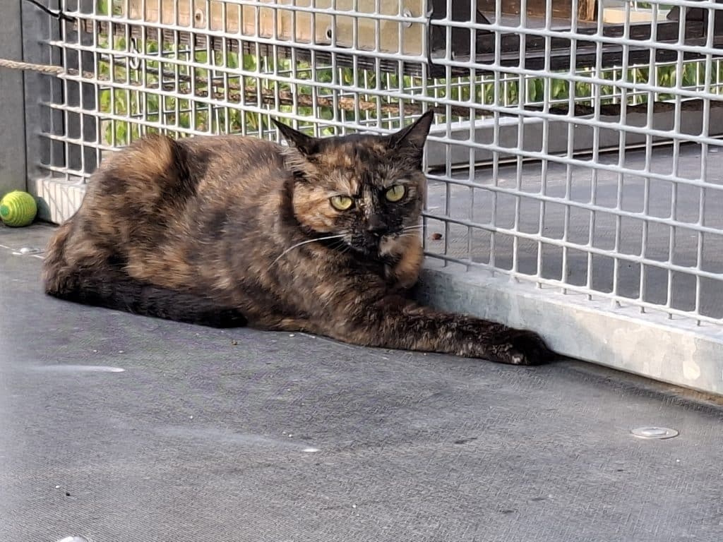 Katzenvermittlung, Erwachsene Katzen, Samantha
