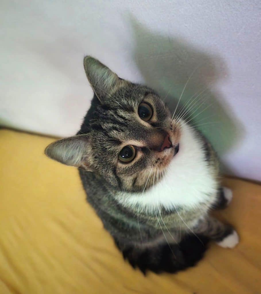 Katzenvermittlung, Erwachsene Katzen, Trixi