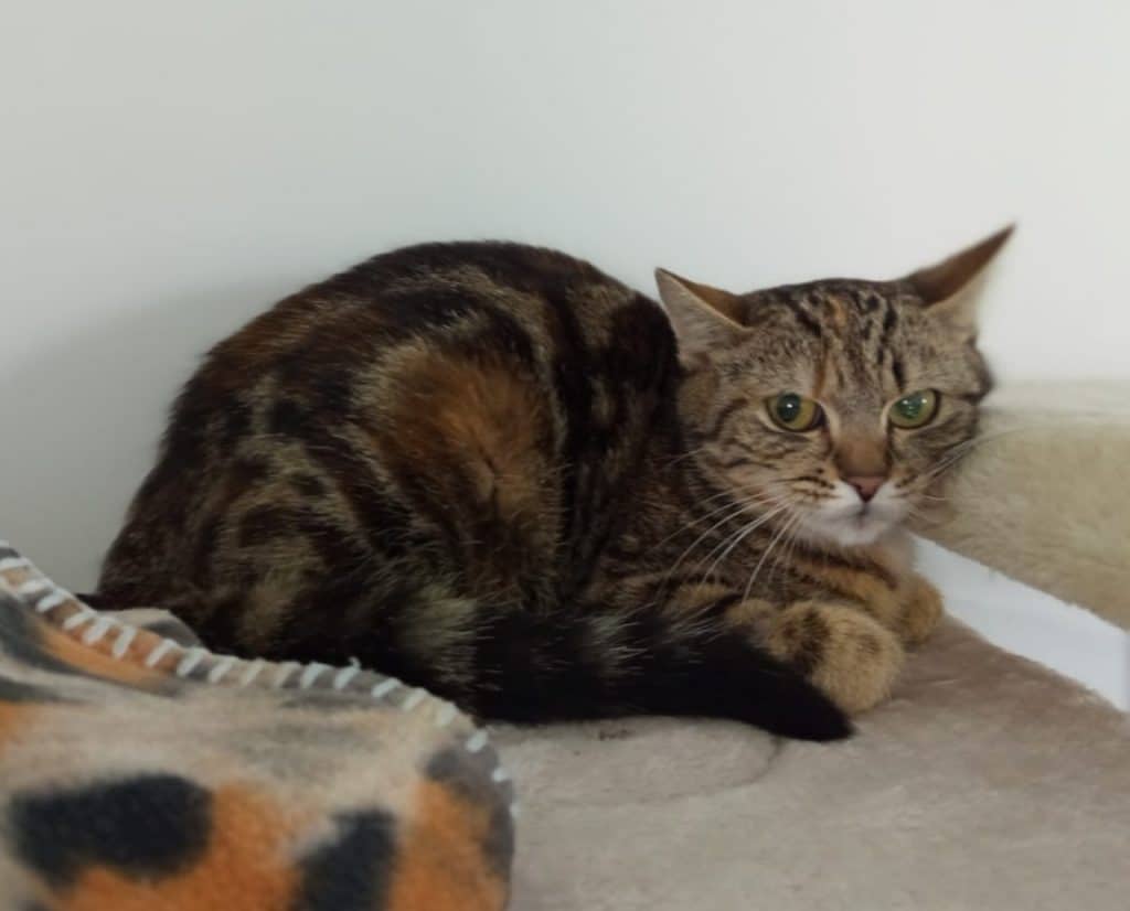 Katzenvermittlung, Erwachsene Katzen, Wenka