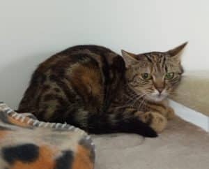 Katzenvermittlung, Erwachsene Katzen, Wenka