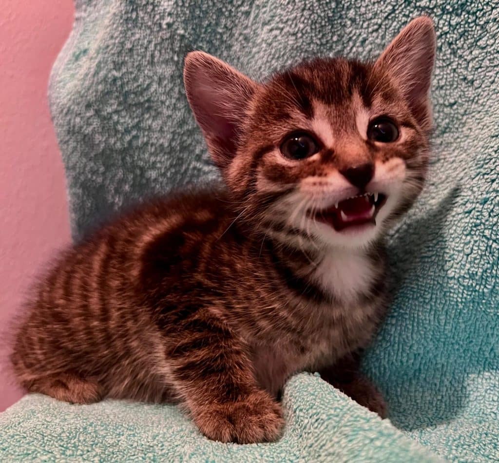 Katzenvermittlung, Jungkatzen, Kane