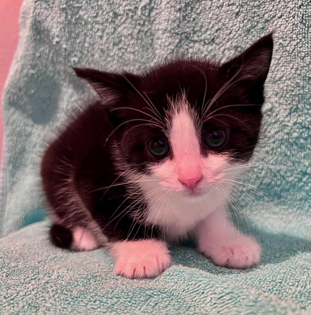 Katzenvermittlung, Jungkatzen, Karlchen