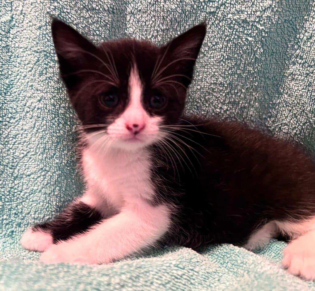 Katzenvermittlung, Jungkatzen, Karlotta