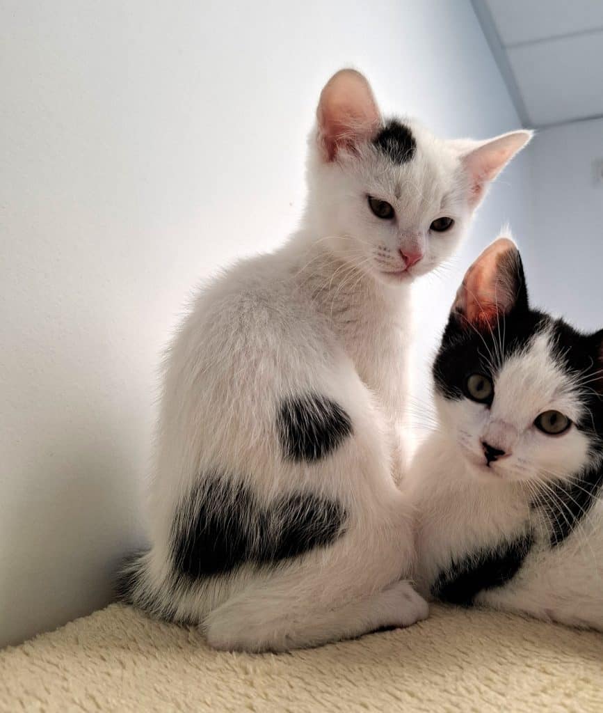 Katzenvermittlung, Jungkatzen, Kessy