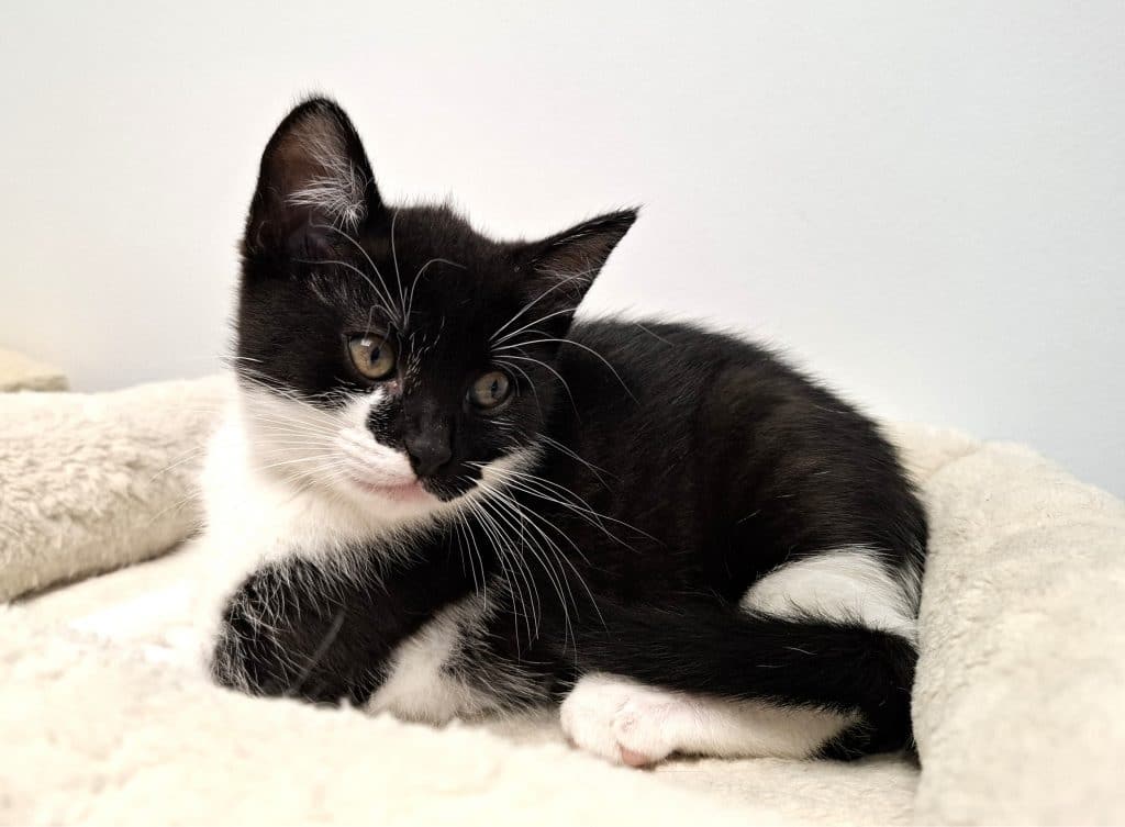 Katzenvermittlung, Jungkatzen, Kimba