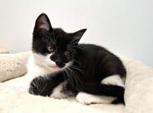 Katzenvermittlung, Jungkatzen, Kimba