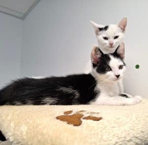 Katzenvermittlung, Jungkatzen, Kira