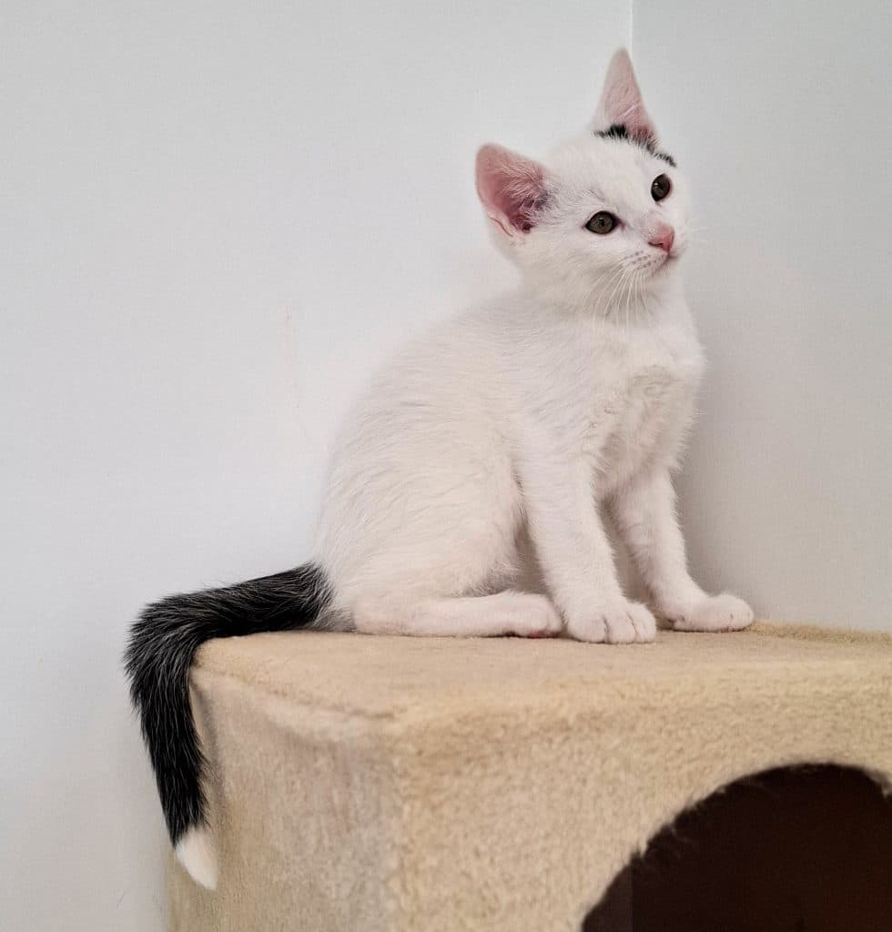 Katzenvermittlung, Jungkatzen, Konny